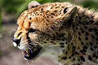 Der Gepard - Afrikas faszinierende Raubkatzen