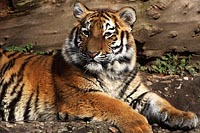 Junger Sibirischer Tiger 