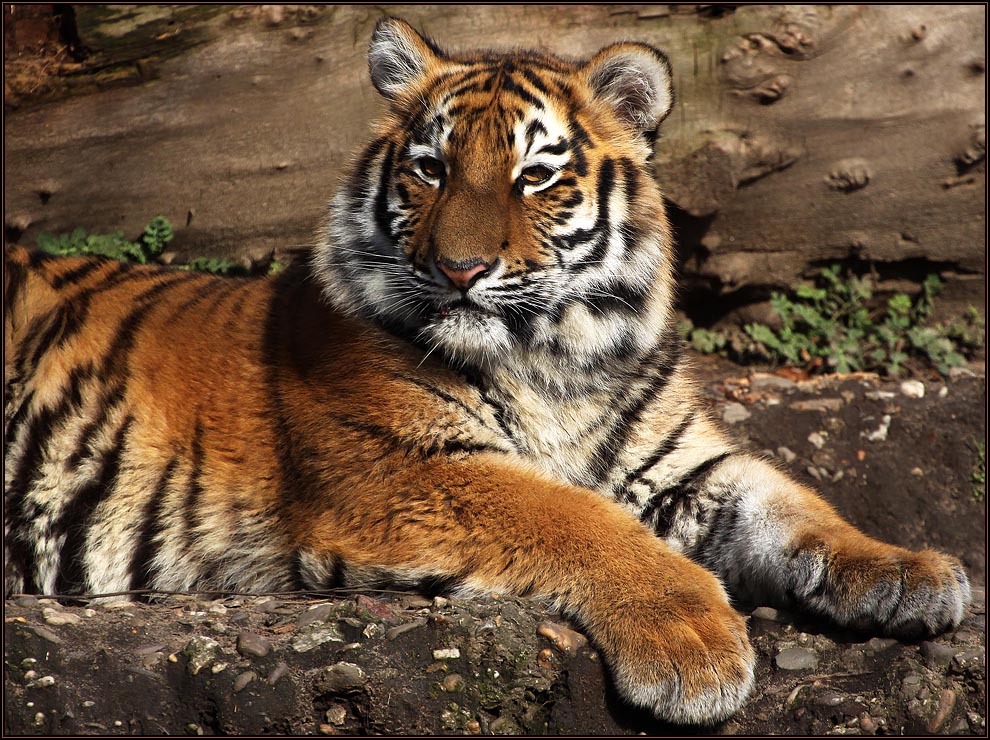 Junger Sibirischer Tiger 