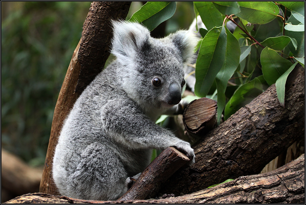  Der junge Koala 